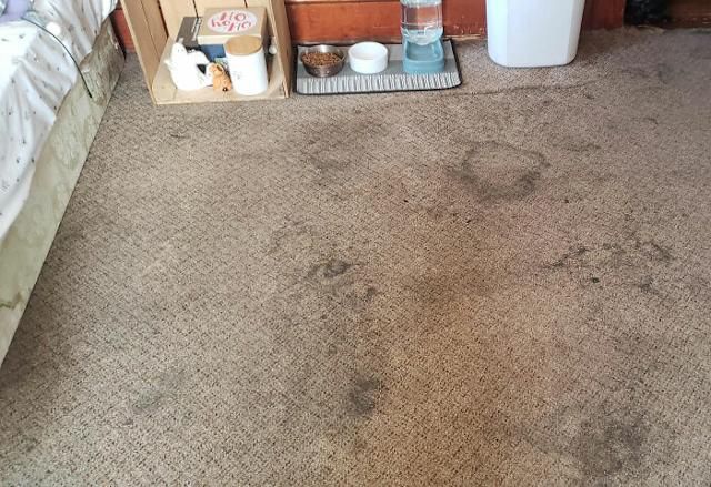 Clean carpet after professional cleaning